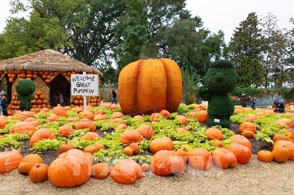 Độc đáo ngôi làng bí ngô