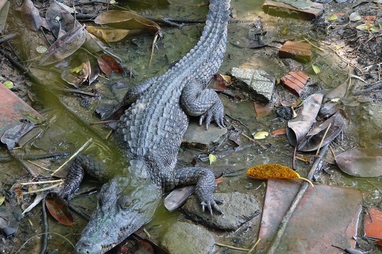 4 cá thể cá sấu xổng chuồng ở Công viên văn hóa An Hòa, Kiên Giang