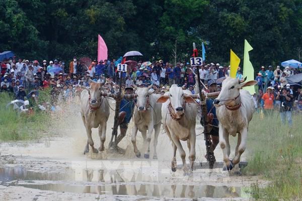 Tưng bừng Hội đua bò Bảy Núi An Giang