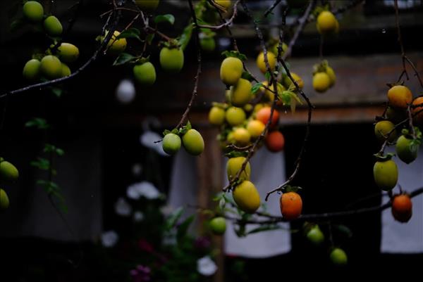 Đà Lạt hút khách từ mùa quả hồng đặc sản