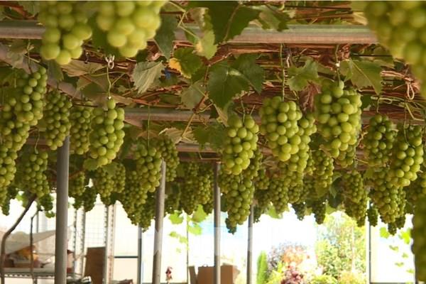 Du lịch trải nghiệm vườn nho "hút" khách tại Hàn Quốc