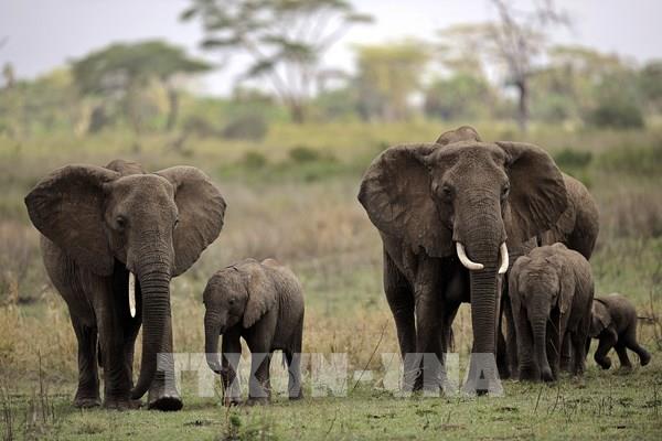Vườn quốc gia Serengeti của Tanzania tiếp tục là điểm đến du lịch hàng đầu châu Phi