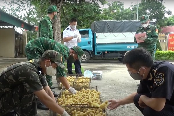 Chống buôn lậu gia súc, gia cầm không chỉ ở biên giới