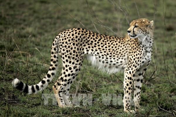 Vườn quốc gia Serengeti (Tanzania) - điểm đến du lịch hàng đầu châu Phi