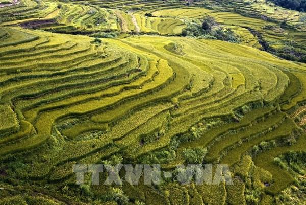 Ruộng bậc thang Miền Đồi - ẩn số chưa khai phá của du lịch Hòa Bình