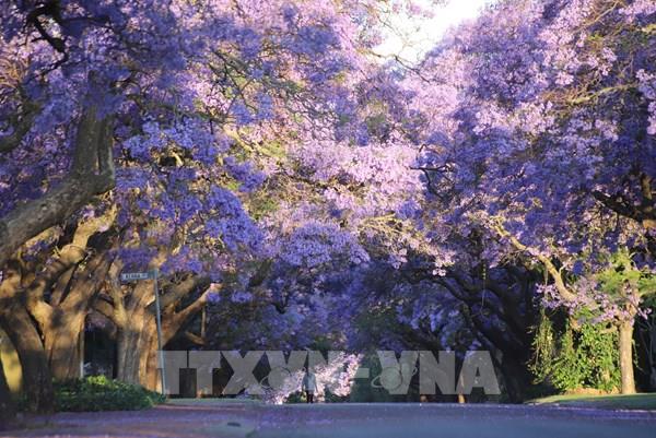 Những sắc màu hoa phượng ở Thủ đô Pretoria của Nam Phi