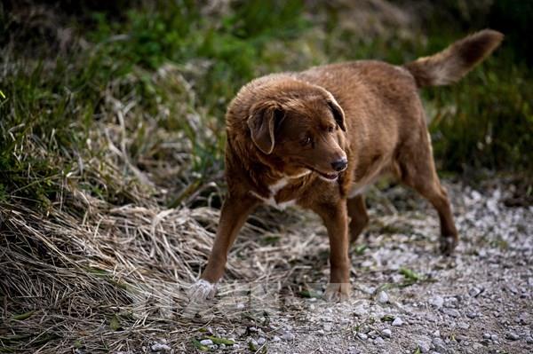 Chú chó nhiều tuổi nhất thế giới qua đời