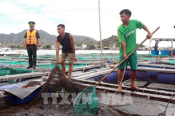 Kiên Giang kêu gọi nhà đầu tư vào đề án nuôi biển làm động lực phát triển
