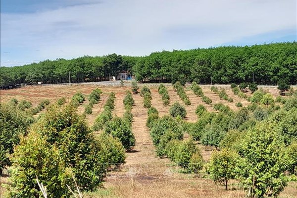 Kiên quyết thu hồi đất sử dụng không đúng mục đích