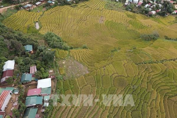  “Mùa vàng” ở thung lũng Măng Ri (Kon Tum)
