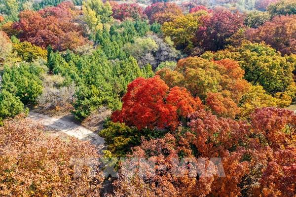 Quyến rũ mùa thu vàng trên thế giới