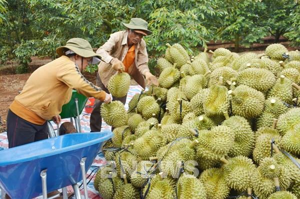 Giá sầu riêng vụ nghịch tăng mạnh