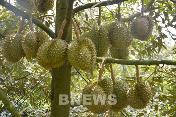 Diện tích sầu riêng khu vực Đông Nam Bộ, Tây Nguyên tăng nhanh