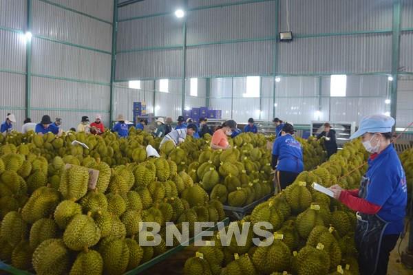 Khẳng định vị thế trái sầu riêng trong ngành hàng xuất khẩu tỷ USD
