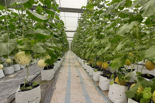 Bắc Ninh thúc đẩy kinh tế số nông nghiệp, nông thôn