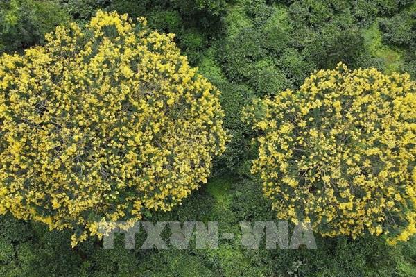 Hoa muồng vàng nở rực tại Gia Lai