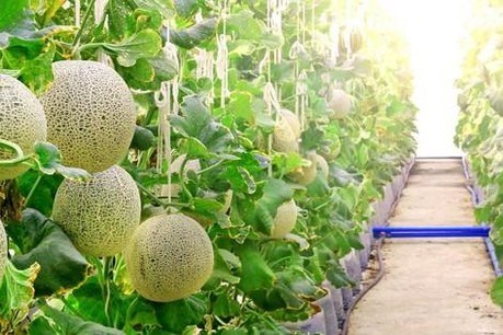 Chấm dứt dự án đầu tư của Công ty TNHH nông nghiệp FLC Biscom