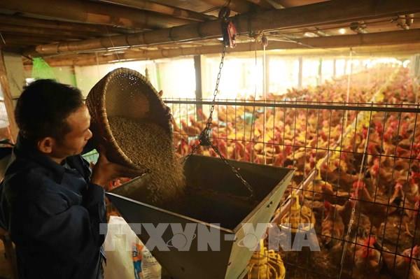 Bắc Ninh kiểm soát tốt dịch bệnh, đảm bảo nguồn cung thực phẩm
