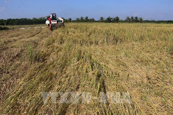 Tạo sự khác biệt cho lúa gạo Việt Nam