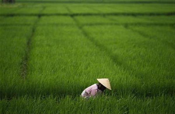 Vụ thu hoạch đầu năm tới của Indonesia sẽ muộn 2 tháng 