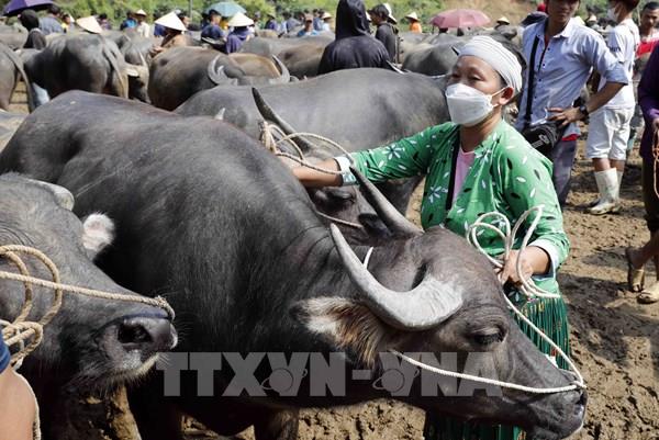 Độc đáo chợ trâu, bò lớn nhất khu vực miền núi phía Bắc