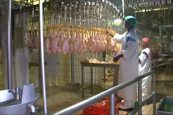 Astral Foods lỗ hơn 108 triệu USD do cắt điện và dịch bệnh