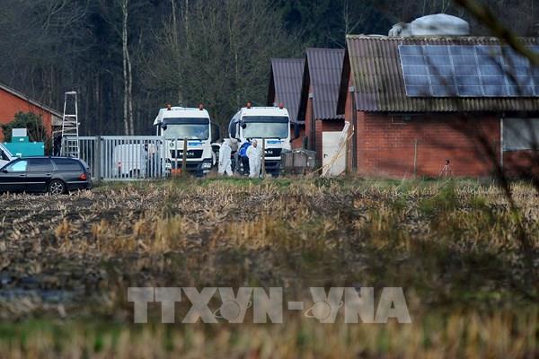 Đức: Tiêu hủy hàng chục nghìn gia cầm do bùng phát ổ dịch cúm