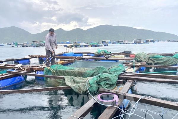 Xuất khẩu tôm hùm sang Trung Quốc - Bài 1: COVID mới qua, đầu ra lại khó!