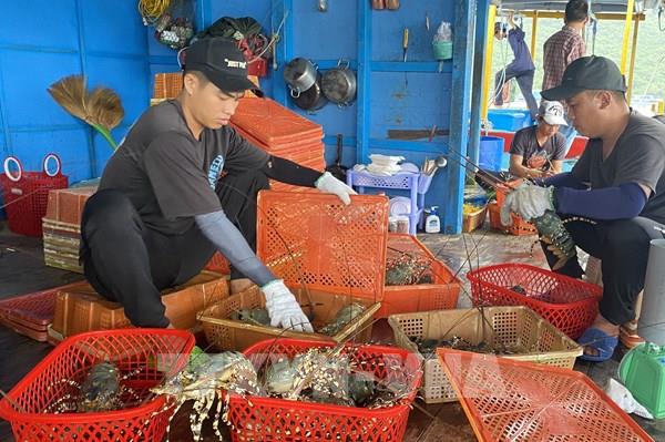 Triển khai các hình thức sản xuất giúp người nuôi tôm đạt hiệu quả