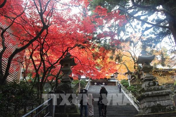 Vẻ đẹp kỳ bí tại ngôi chùa hơn 600 tuổi ở Nhật Bản