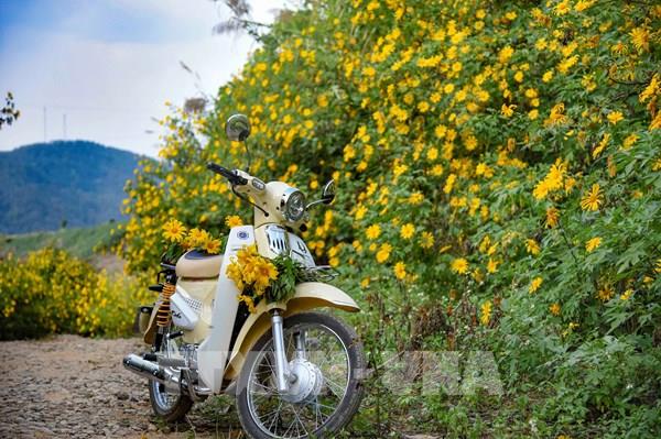 Mùa hoa dã quỳ nhuộm vàng núi đồi Tây Bắc