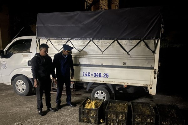 Phát hiện, tiêu hủy 1.800 con vịt giống nhập lậu