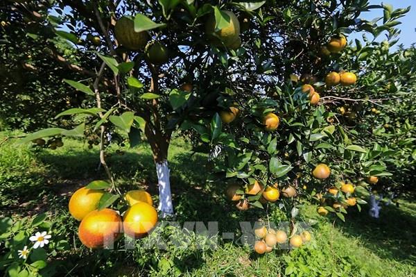 Cam Cao Phong được mùa