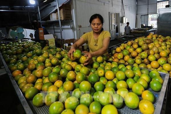 Khai mạc Lễ hội cam Cao Phong và hội chợ triển lãm sản phẩm đặc trưng