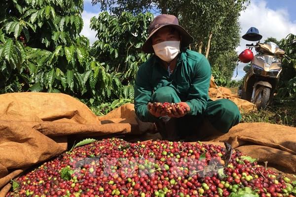 Tái hiện hành trình cà phê Việt Nam tại Lễ hội Di sản cà phê toàn cầu 2025