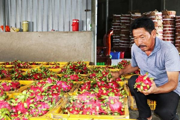 Giá thanh long cuối mùa cao gấp 3 lần cùng kỳ năm trước