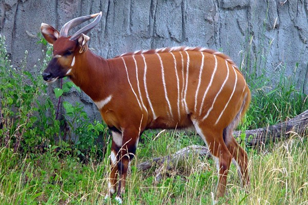 Kenya ứng dụng công nghệ để bảo tồn loài linh dương Bongo