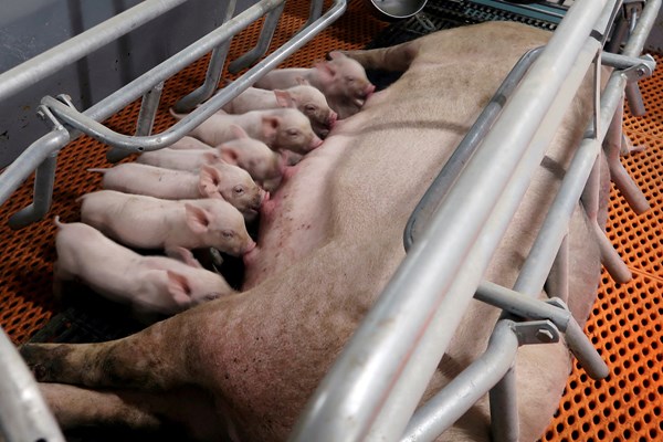 Ngành sản xuất thịt lợn Trung Quốc có thể thua lỗ nặng nề hơn vào đầu năm 2024