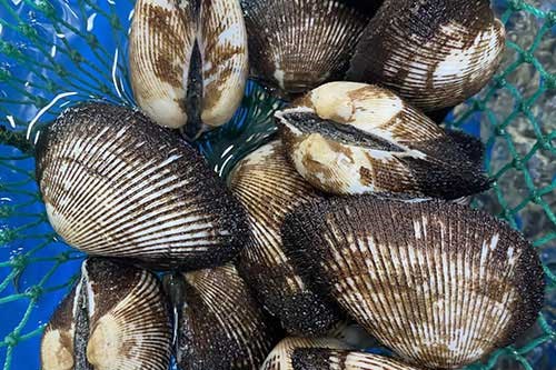 Ngăn chặn tình trạng khai thác sò lông non trên vùng biển Bình Thuận