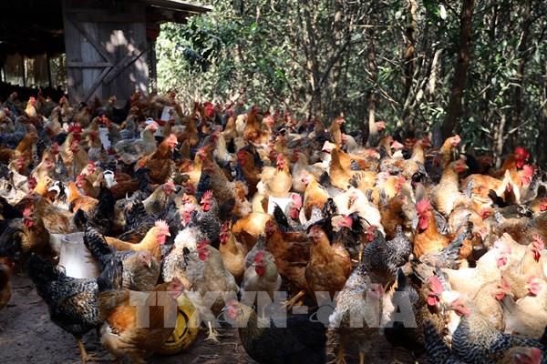 Gà Tiên Yên bí đầu ra