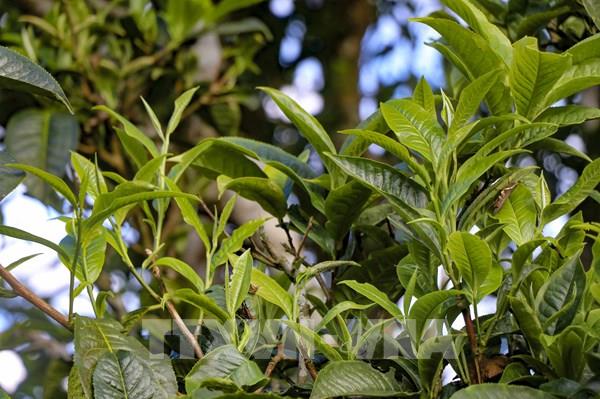 Chiêm ngưỡng quần thể chè Shan tuyết cổ thụ ở Tủa Chùa (Điện Biên)