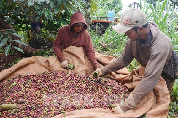 Giá cà phê liệu có kéo dài đà tăng?
