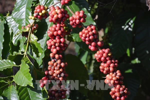 Cà phê Đắk Lắk được giá, được mùa