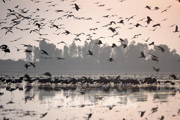 Xuất hiện đàn cò quý hàng nghìn con tại Đồng Tháp