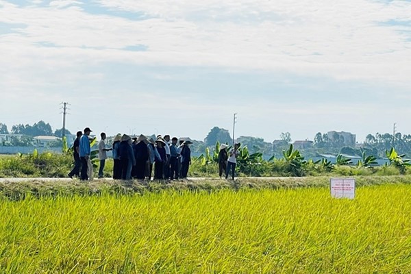 Bắc Ninh sẽ tập huấn chuyển giao tiến bộ kỹ thuật cho 11.000 nông dân 