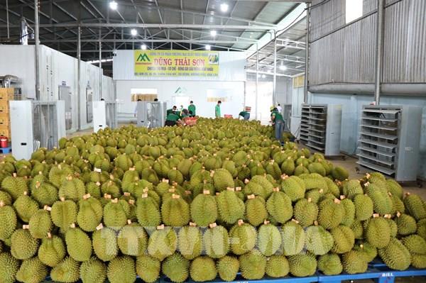 Thái Lan sắp ban hành tiêu chuẩn cho sầu riêng xuất khẩu