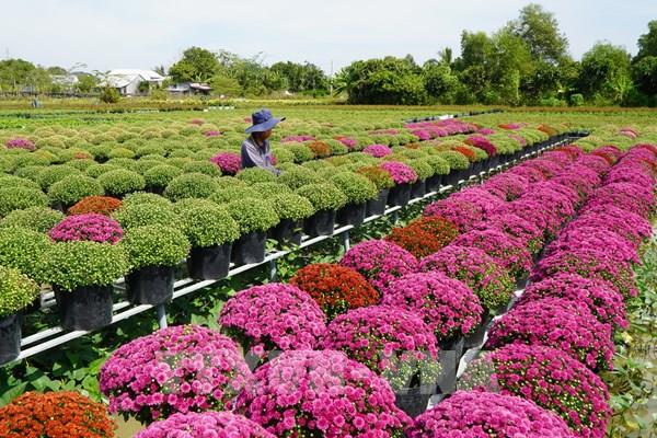 Đồng Tháp trồng hơn 100 ha giống hoa hồng phục vụ Festival hoa và Tết