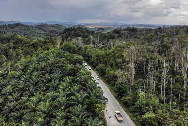 Indonesia lên kế hoạch xây thành phố sinh thái