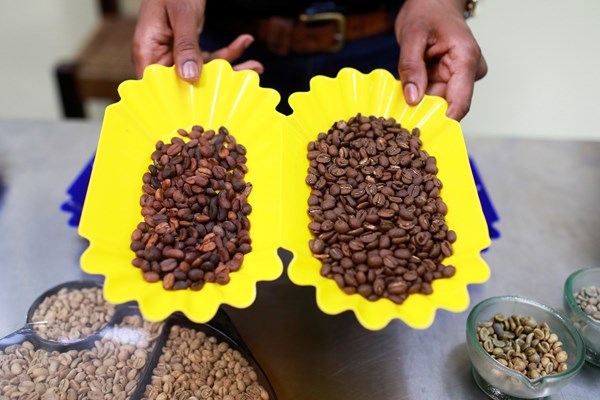 Cà phê châu Phi gặp khó khi EU thực thi quy định chống phá rừng