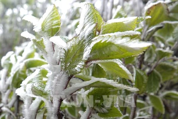Dự báo thời tiết ngày 23/12: Vùng núi Bắc Bộ rét hại